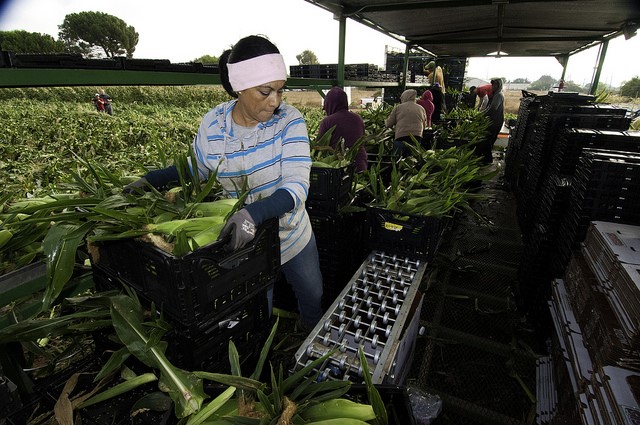 Monthly Immigration Policy Calls: What Does the Future Hold for Immigrant Workers and their Families? Monthly Immigration Policy Calls: What Does the Future Hold for Immigrant Workers and their Families?